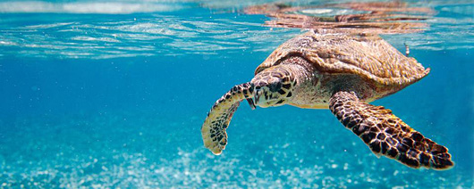 Jūras bruņurupuči Karību jūrā - Tobago Cays